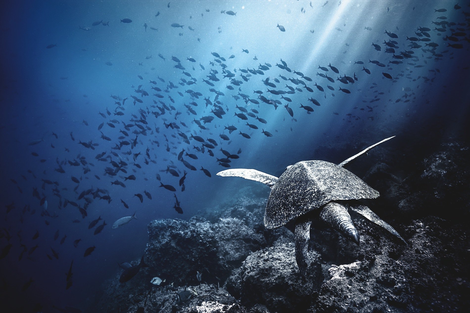 Underwater in the Galapagos. Photo courtesy, IWC.
